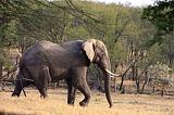 TANZANIA - Serengeti National Park - Lobo - 04